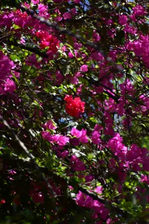 Untitled photo