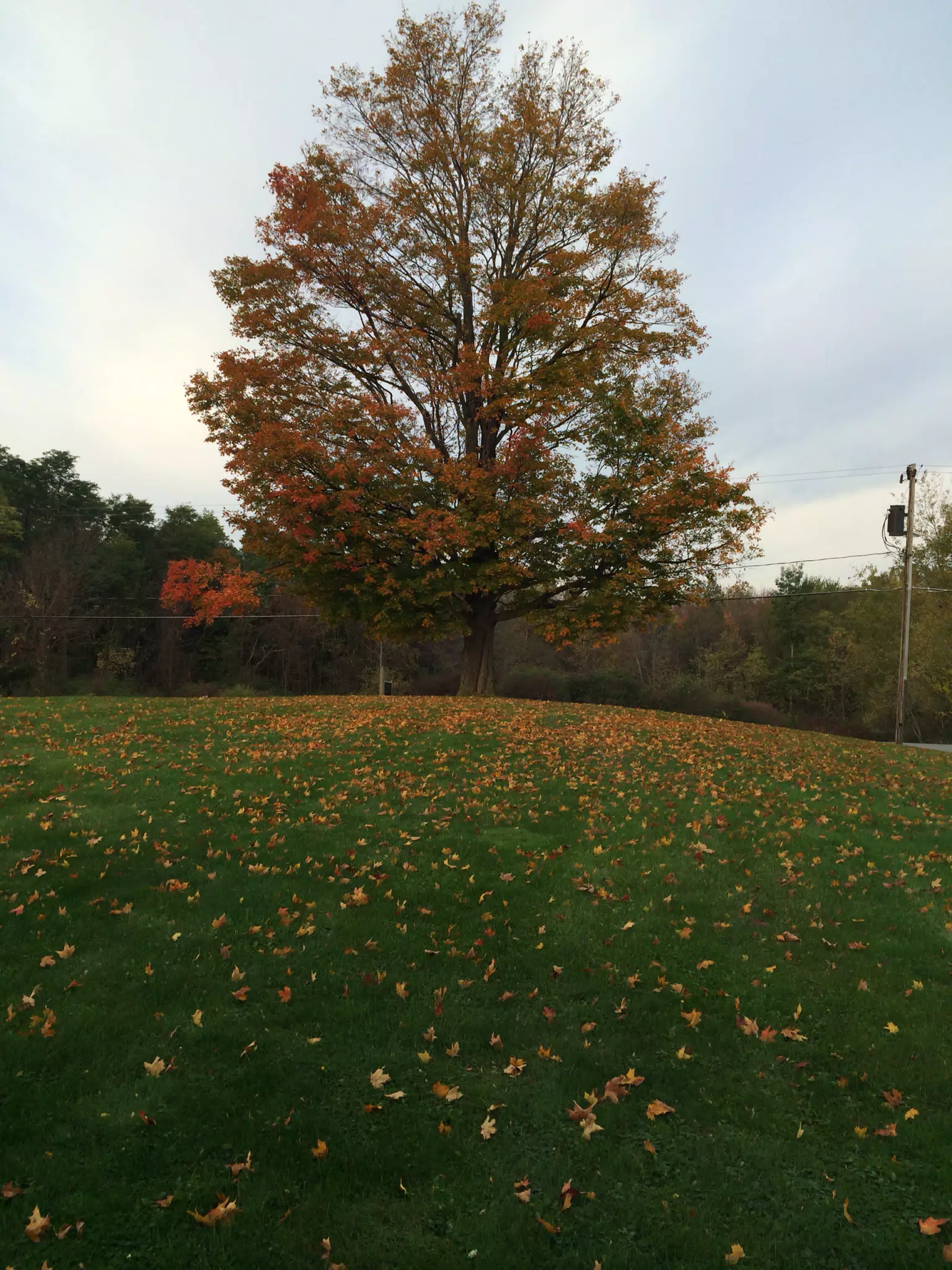 Maple