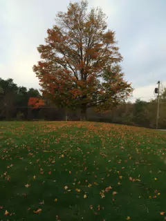 Maple
