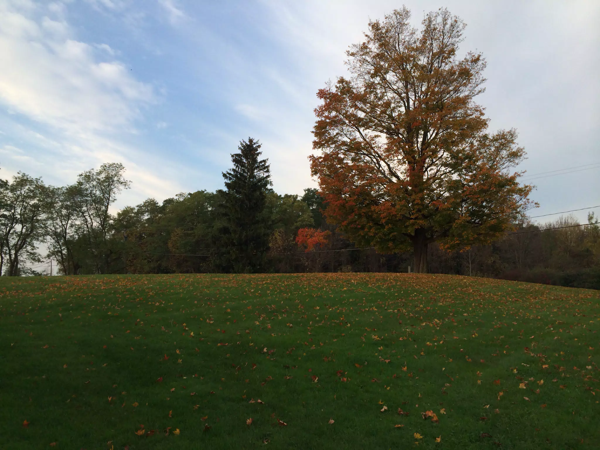 Front Yard
