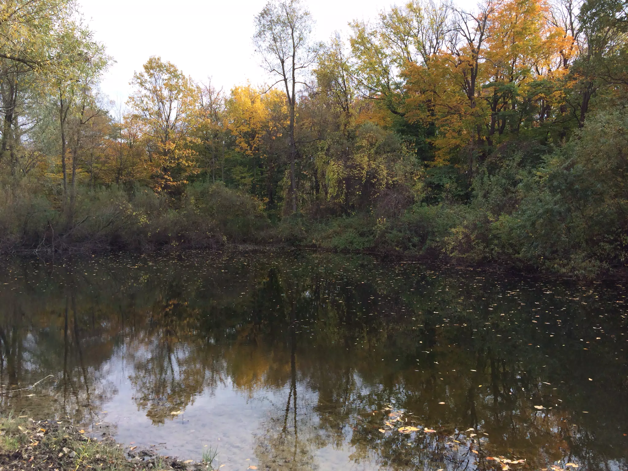 Big Pond Back Home