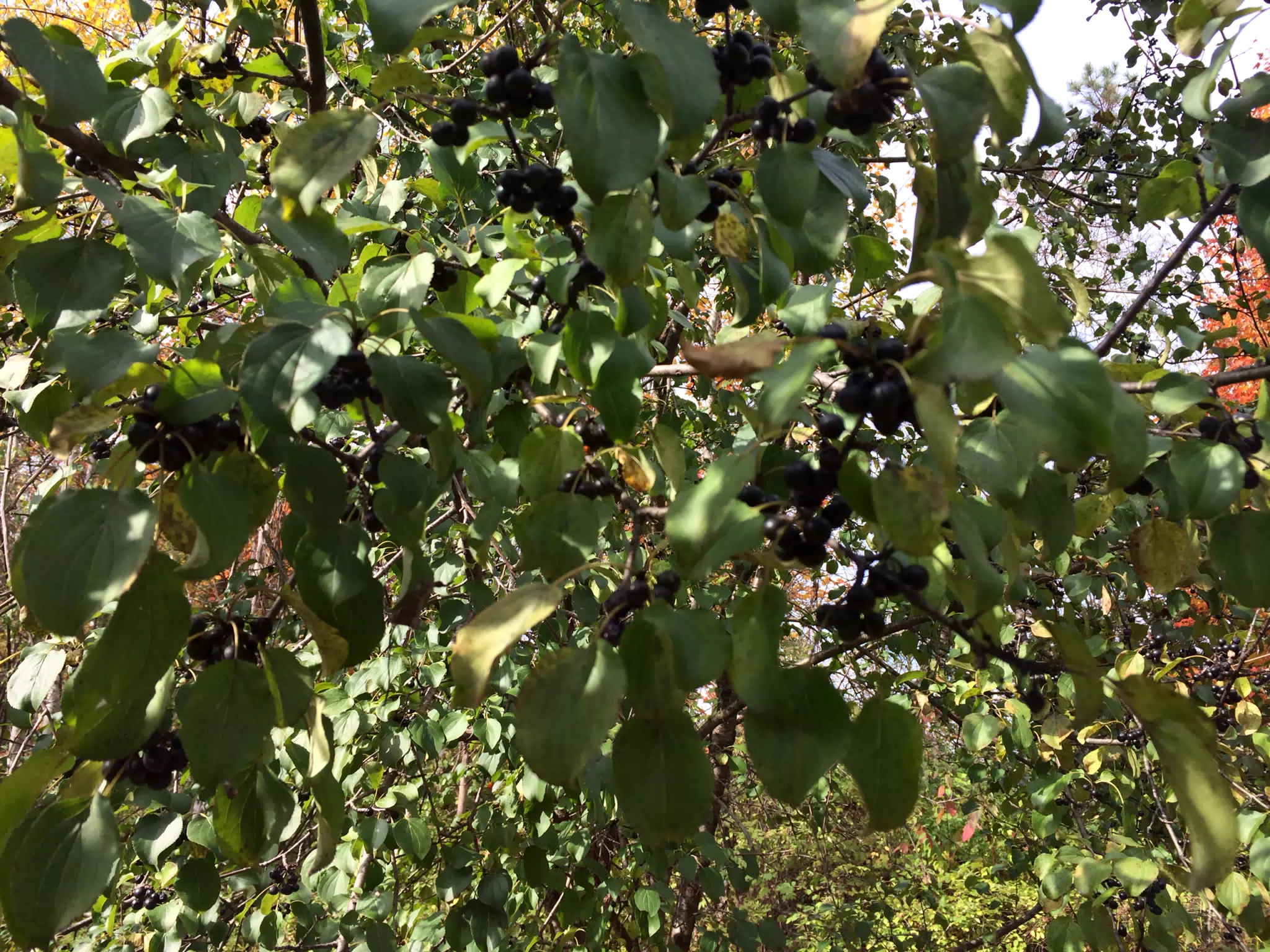 Huckleberries?