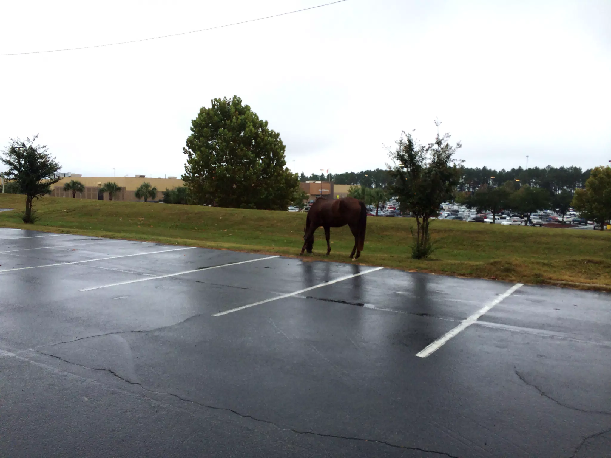 Why Is There A Horse Here?