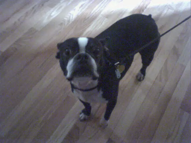 Oreo on Leash in the Kitchen