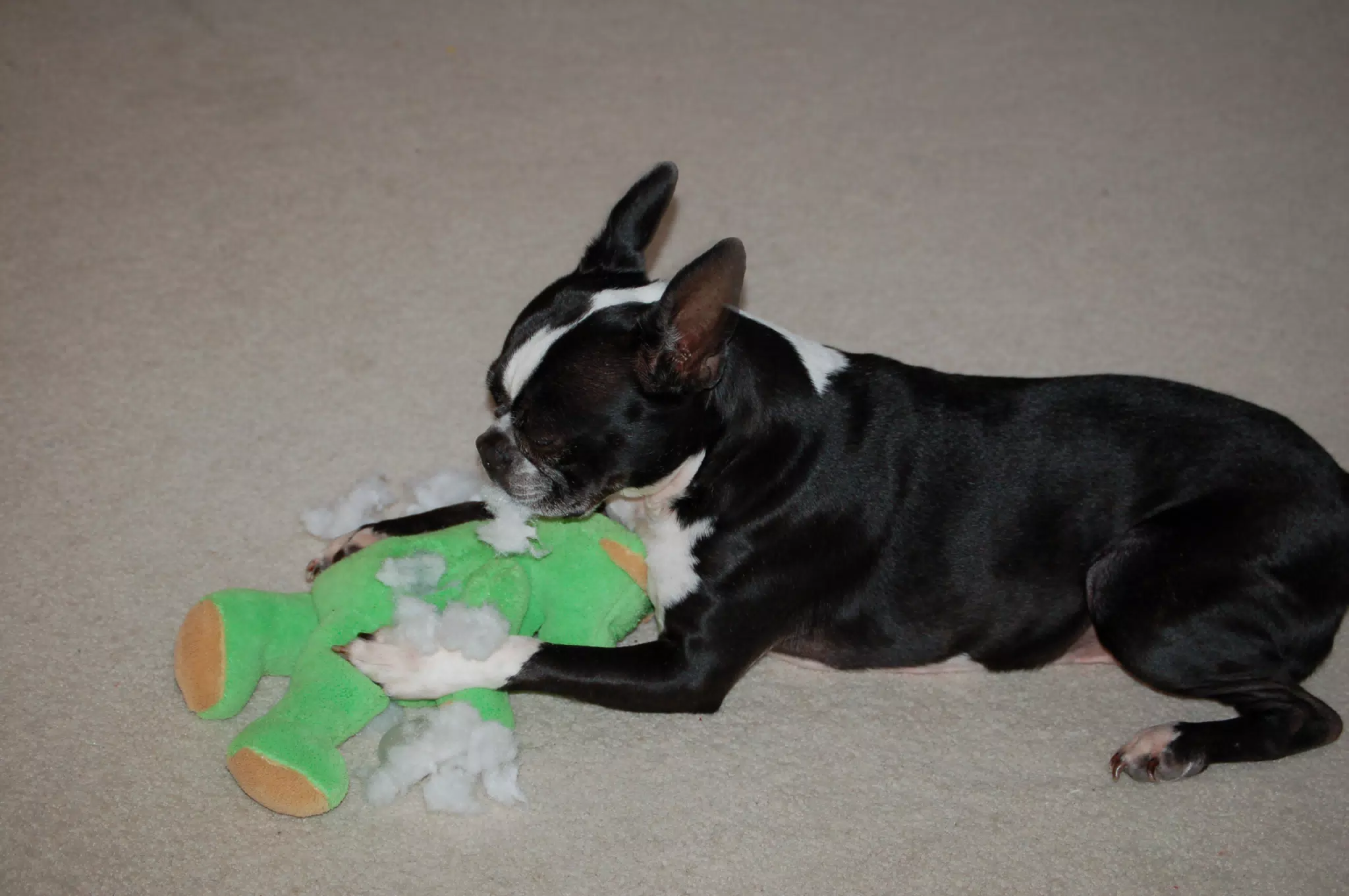 Oreo Killing his Teddy Bear
