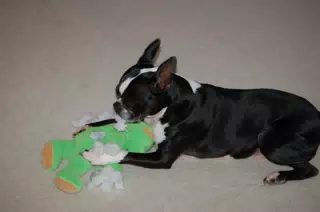 Oreo Killing his Teddy Bear