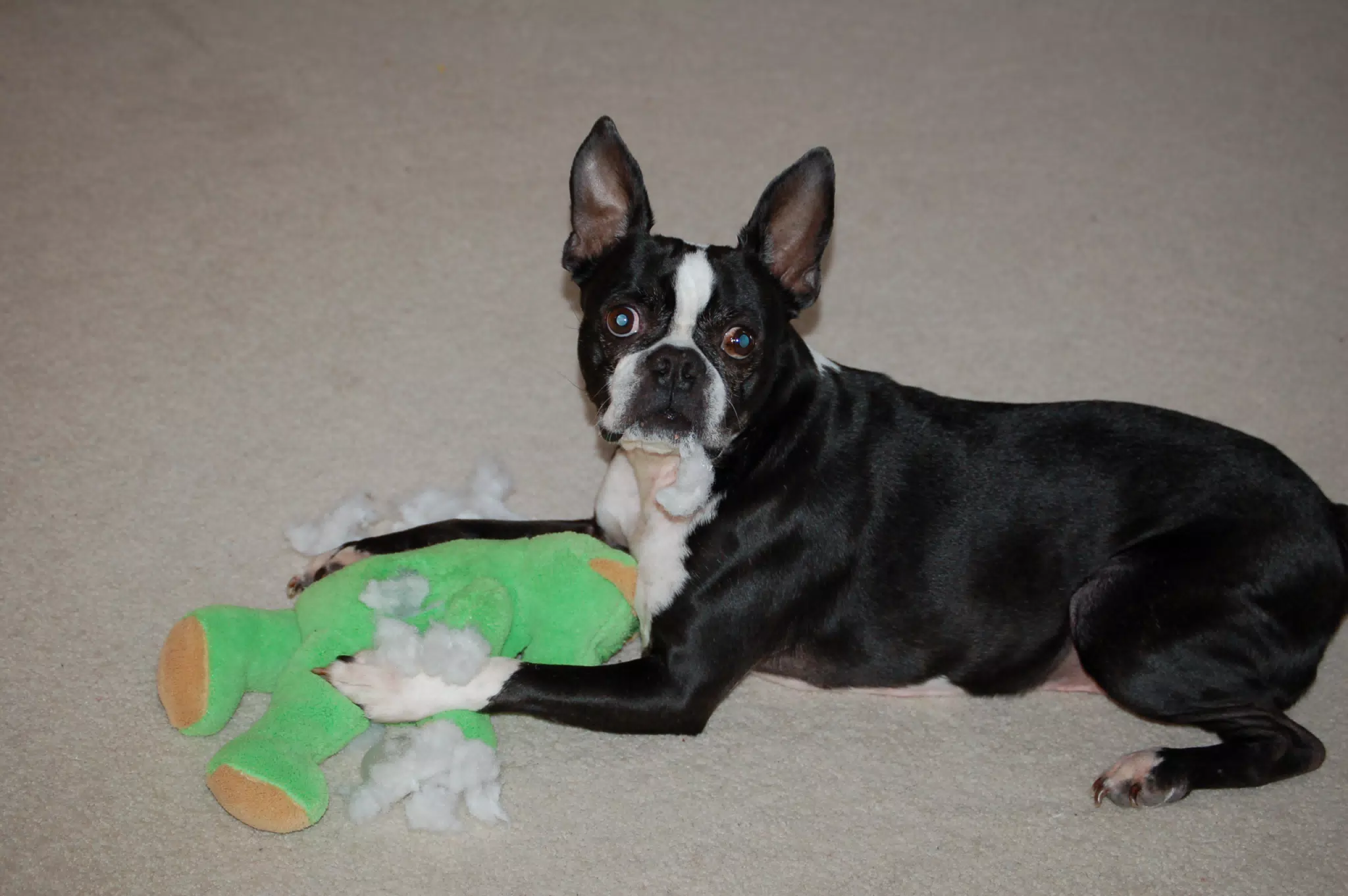 Oreo Killing his Teddy Bear