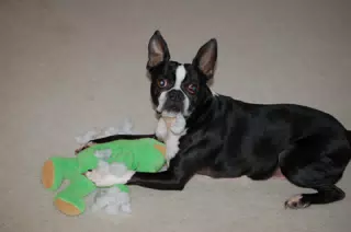 Oreo Killing his Teddy Bear