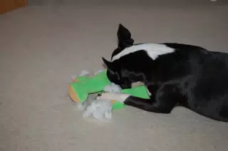 Oreo Killing his Teddy Bear