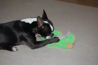 Oreo Killing his Teddy Bear