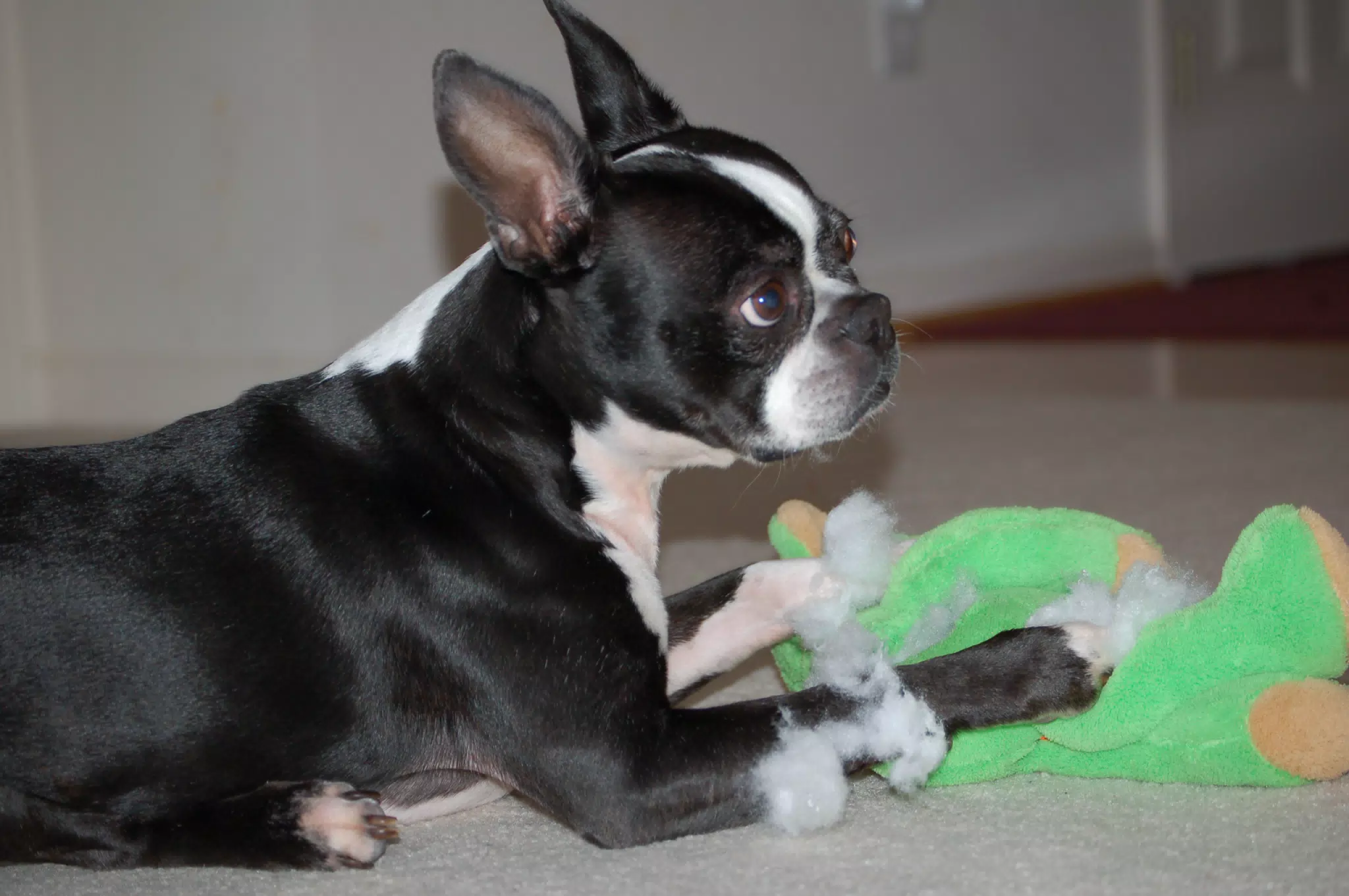 Oreo Killing his Teddy Bear