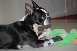Oreo Killing his Teddy Bear