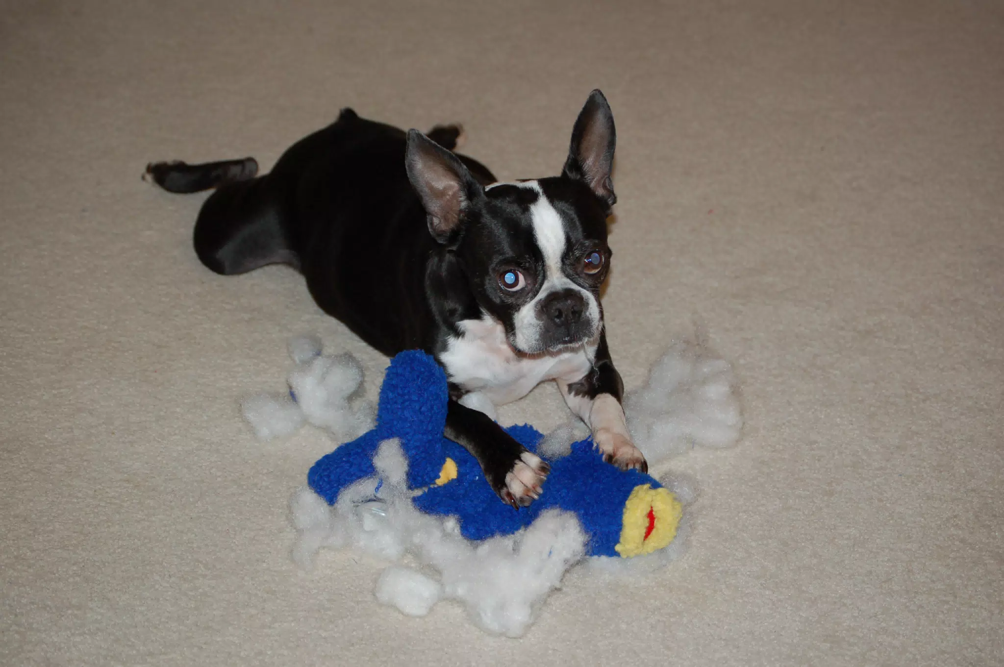 Oreo Killing the "Ugly Fish"