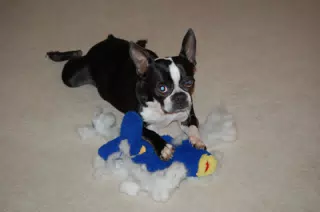 Oreo Killing the "Ugly Fish"
