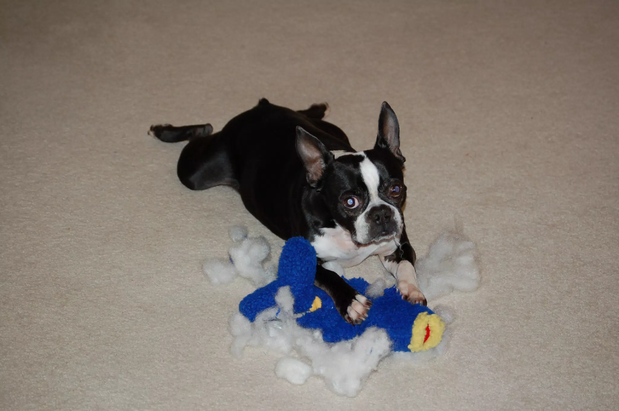 Oreo Killing the "Ugly Fish"