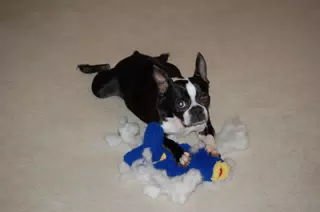 Oreo Killing the "Ugly Fish"
