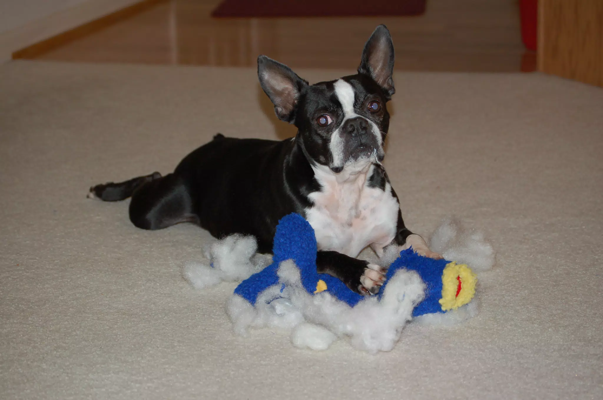 Oreo Killing the "Ugly Fish"