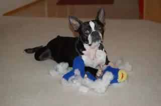 Oreo Killing the "Ugly Fish"