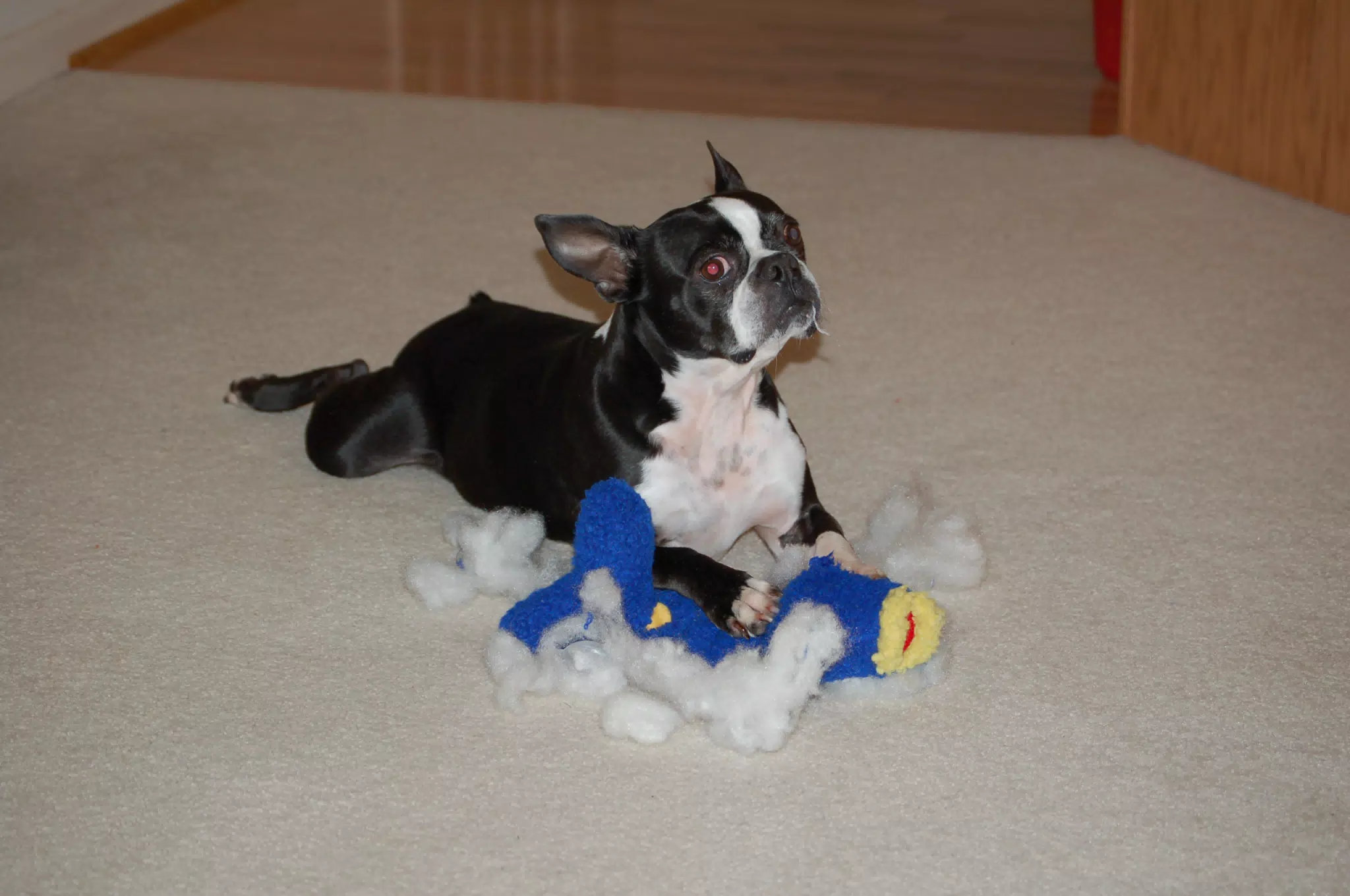 Oreo and His Dead Ugly Fish