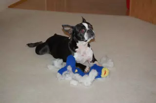 Oreo and His Dead Ugly Fish
