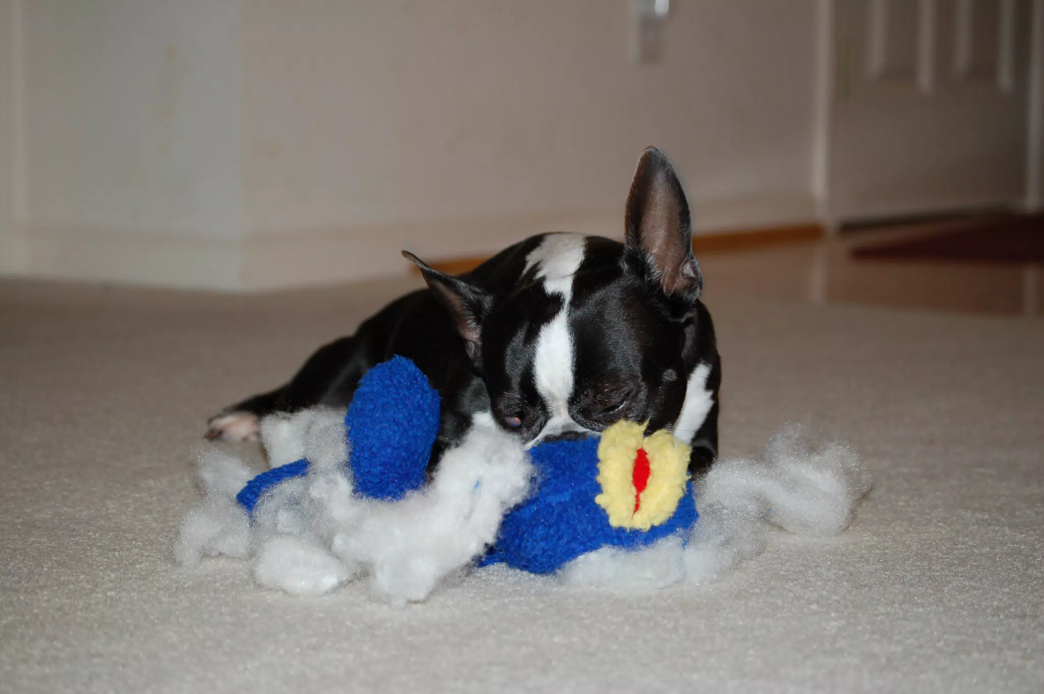Oreo and His Dead Ugly Fish