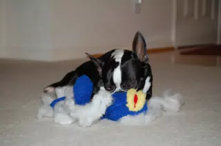 Oreo and His Dead Ugly Fish