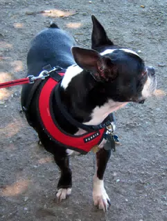 Oreo Posing for the Camera