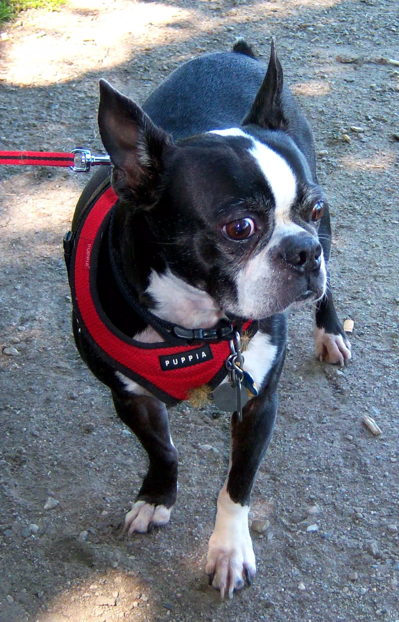 Oreo Posing for the Camera
