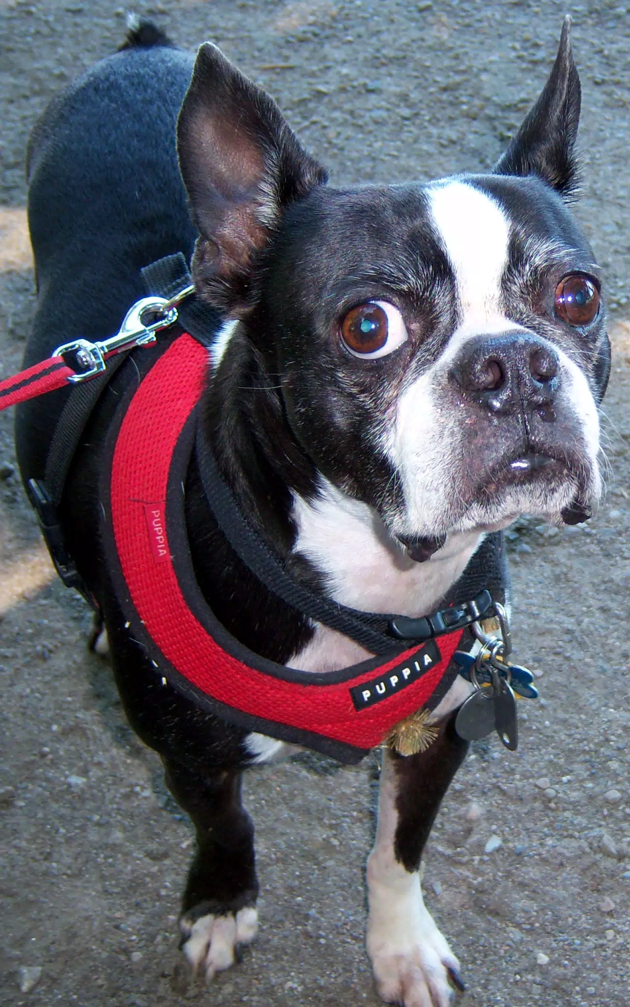 Oreo Posing for the Camera