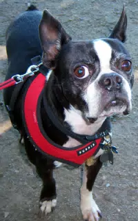Oreo Posing for the Camera