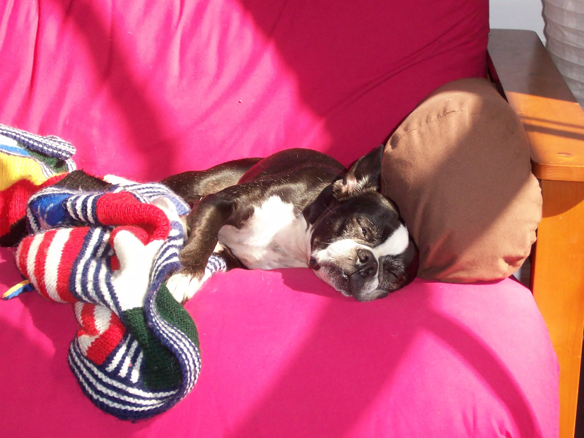 Oreo Sleeping on Futon