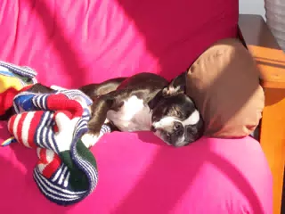 Oreo Sleeping on Futon