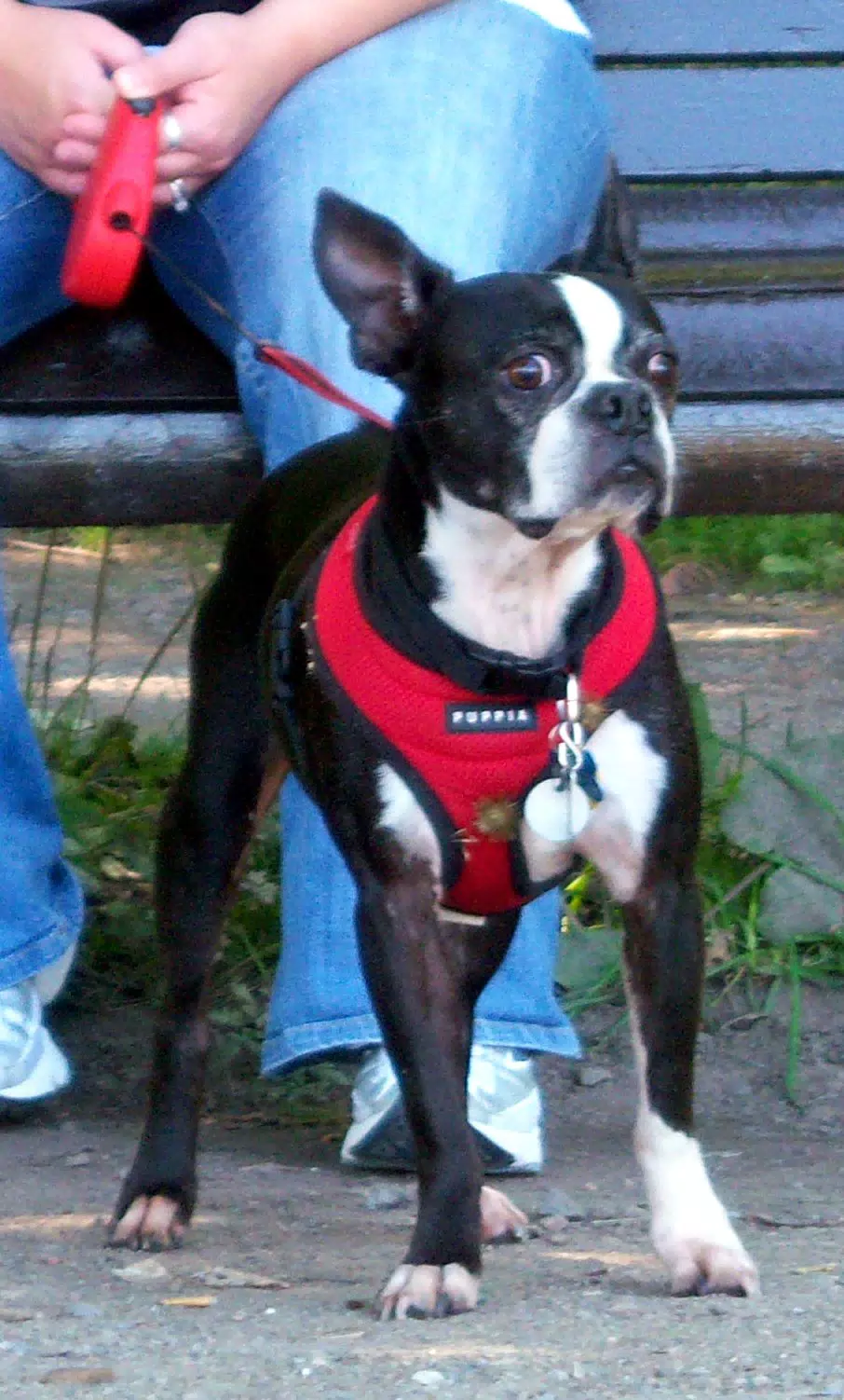 Oreo Posing for the Camera