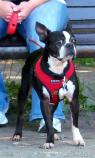 Oreo Posing for the Camera