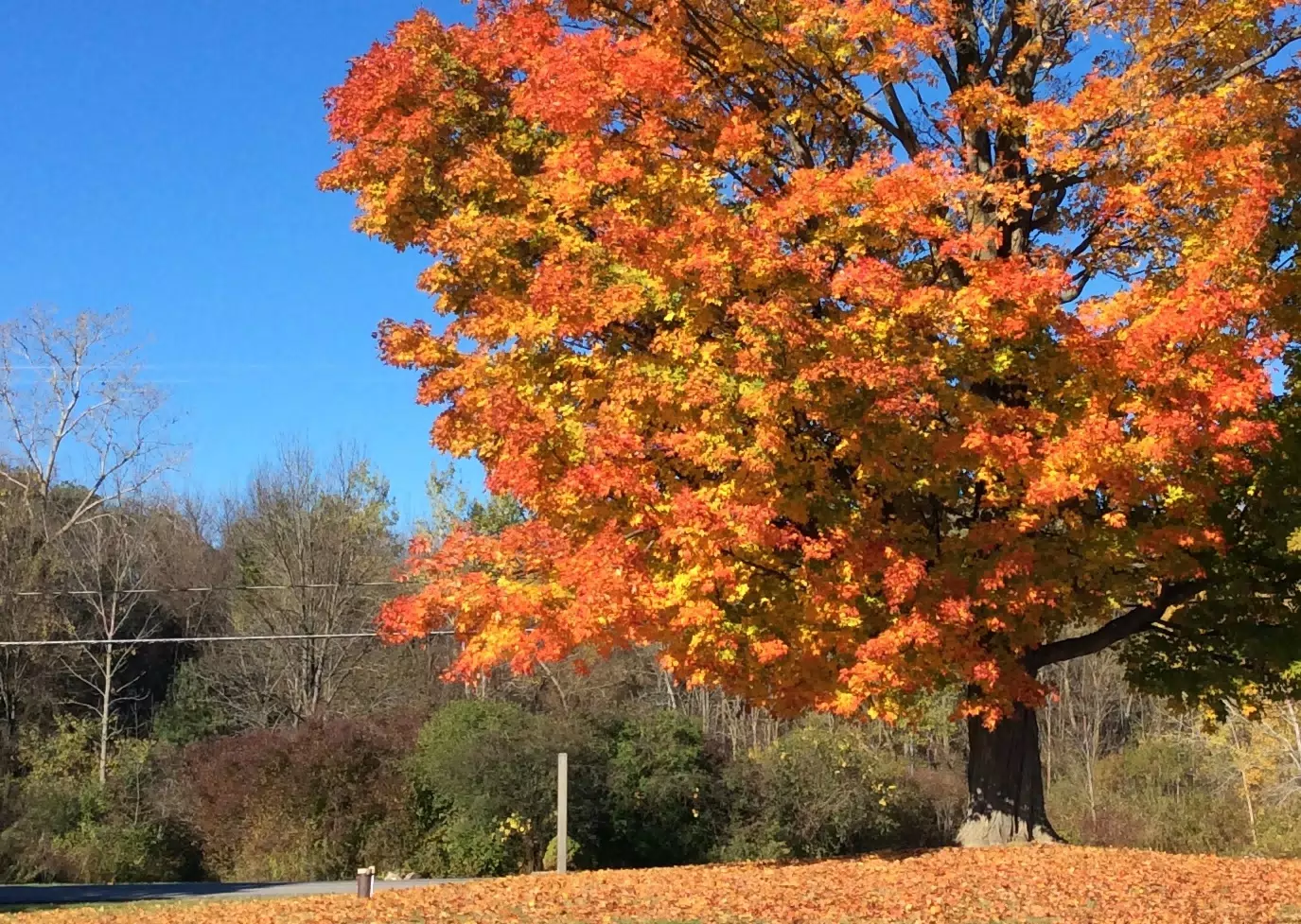 tree