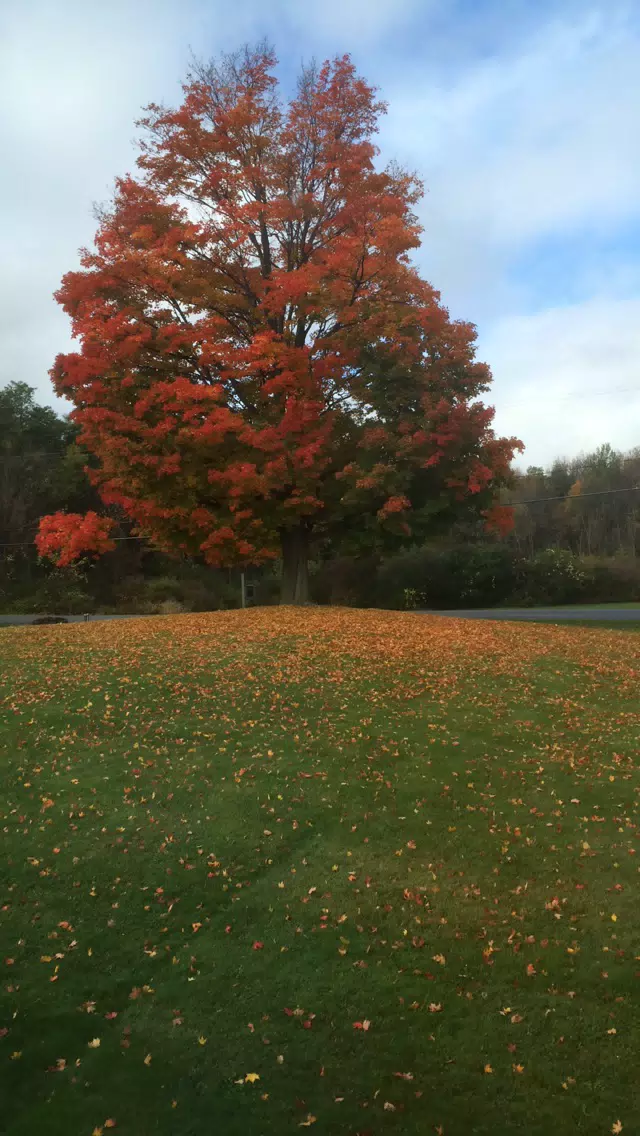 Maple Tree on the Farm