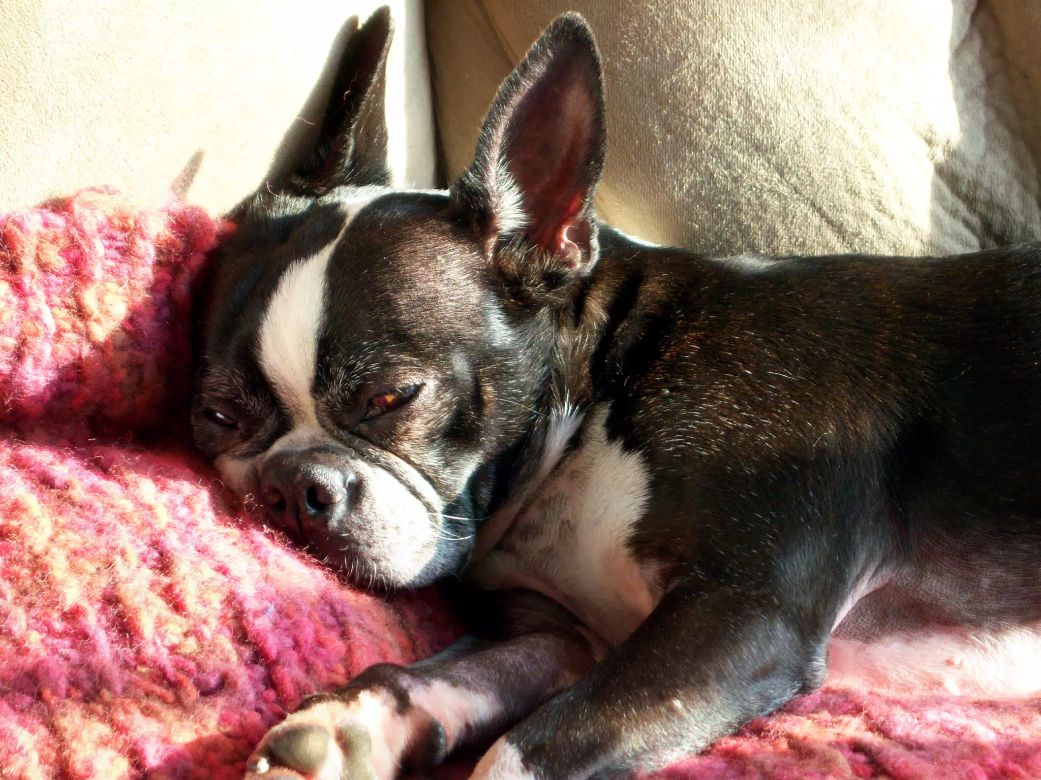 Oreo in the Sun