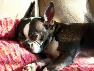 Oreo in the Sun