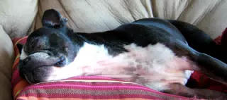 Oreo Napping