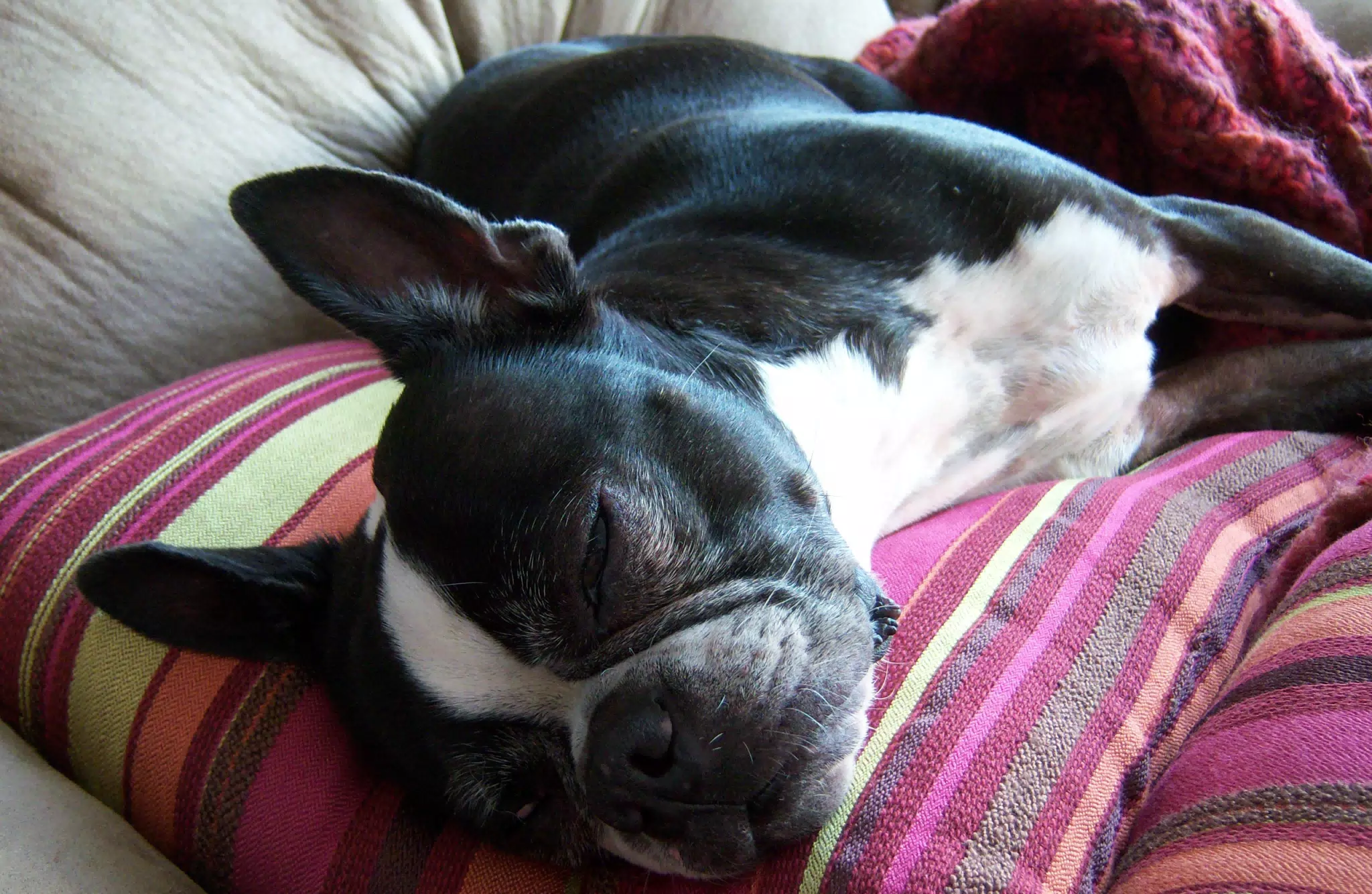 Oreo Napping on Pillows