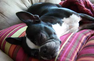 Oreo Napping on Pillows