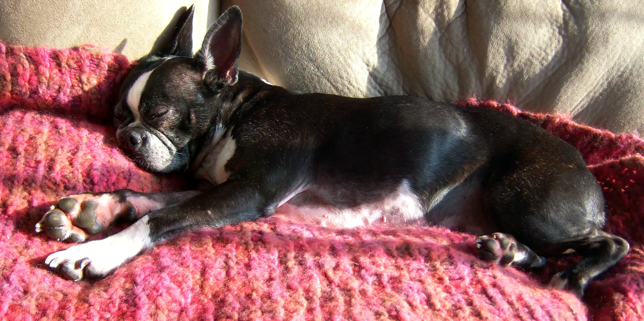 Oreo Sprawling on Loveseat