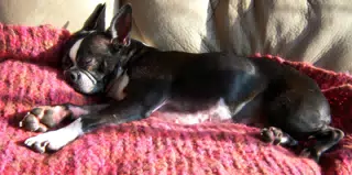 Oreo Sprawling on Loveseat
