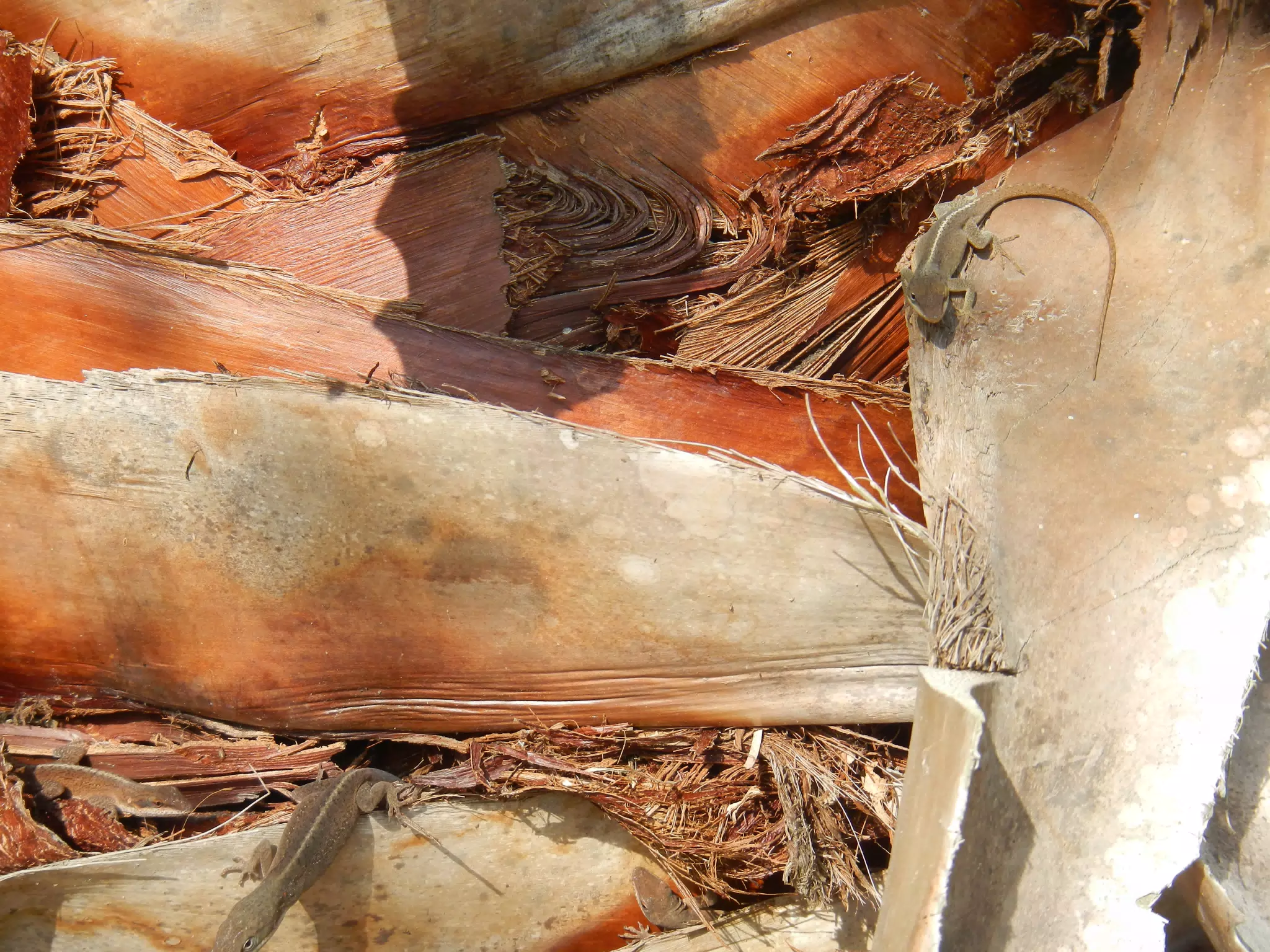 Anoles in Houston