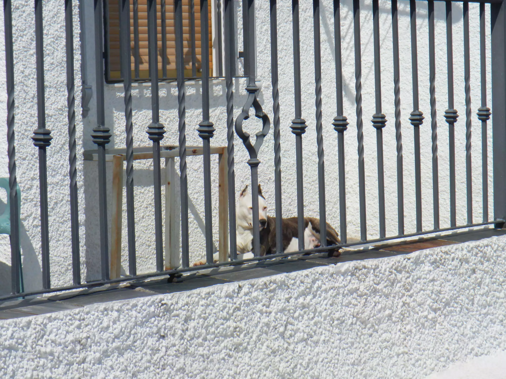 Dog in Cañar