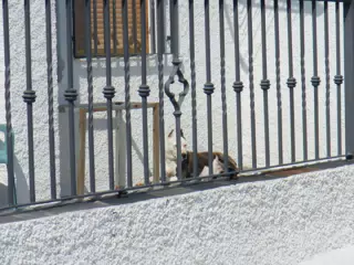 Dog in Cañar