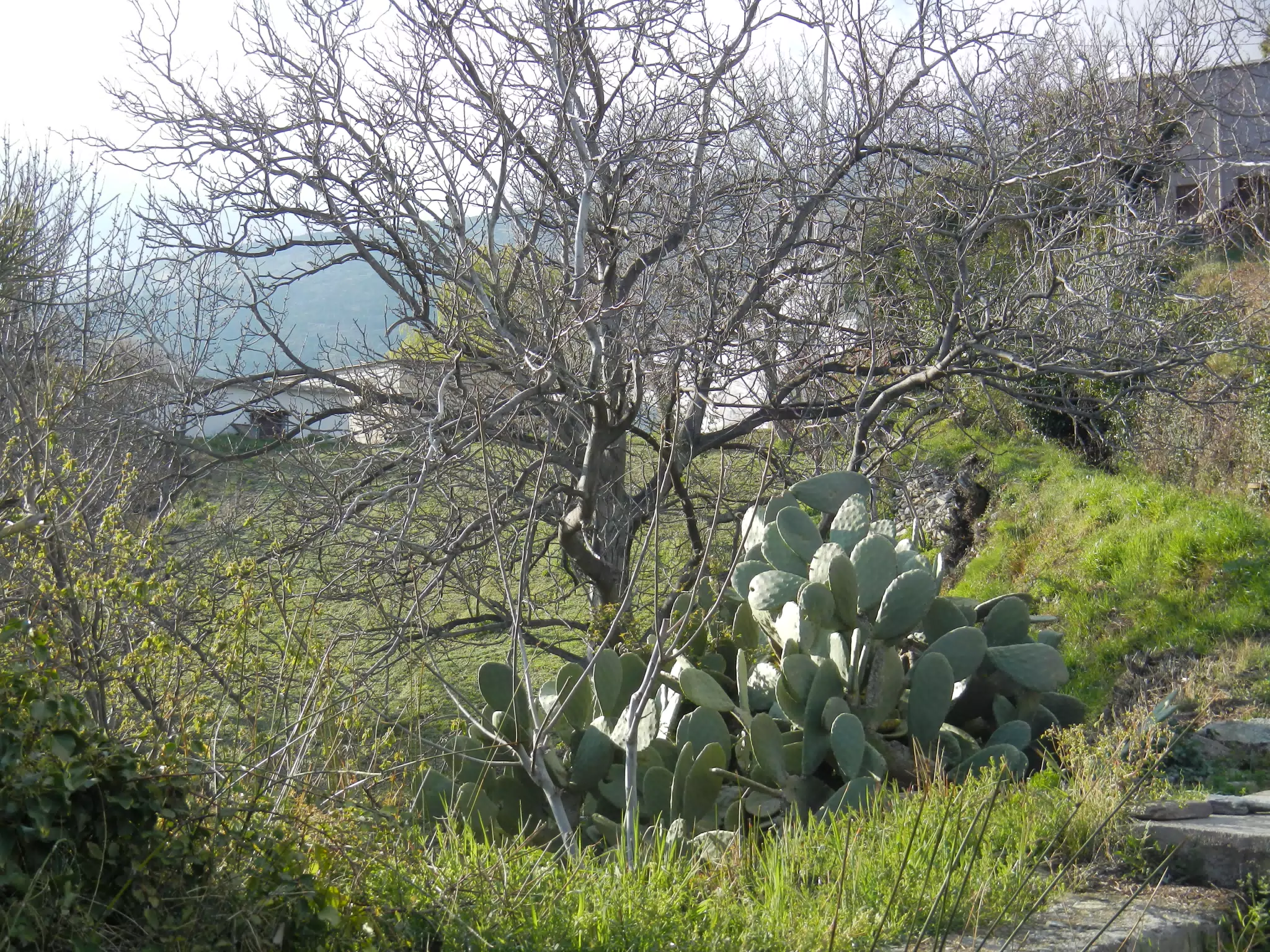 Cactus Above Cañar