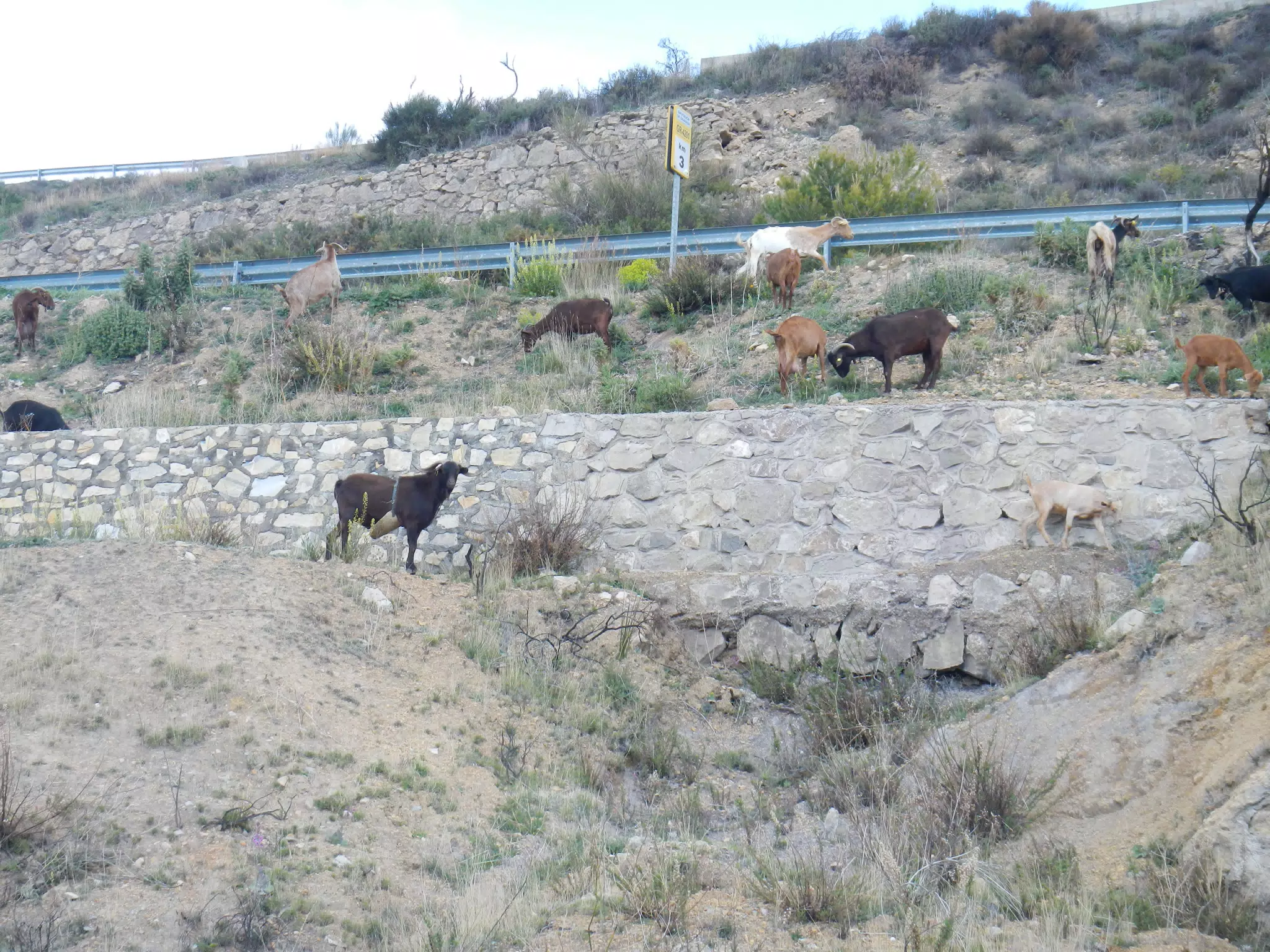 Goats in Cáñar