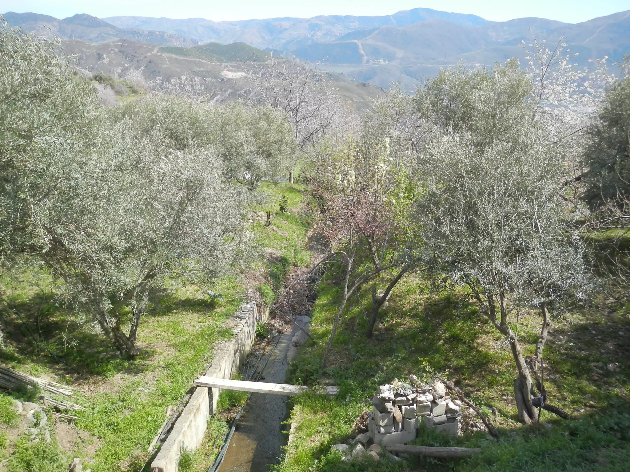Irrigation in Grove