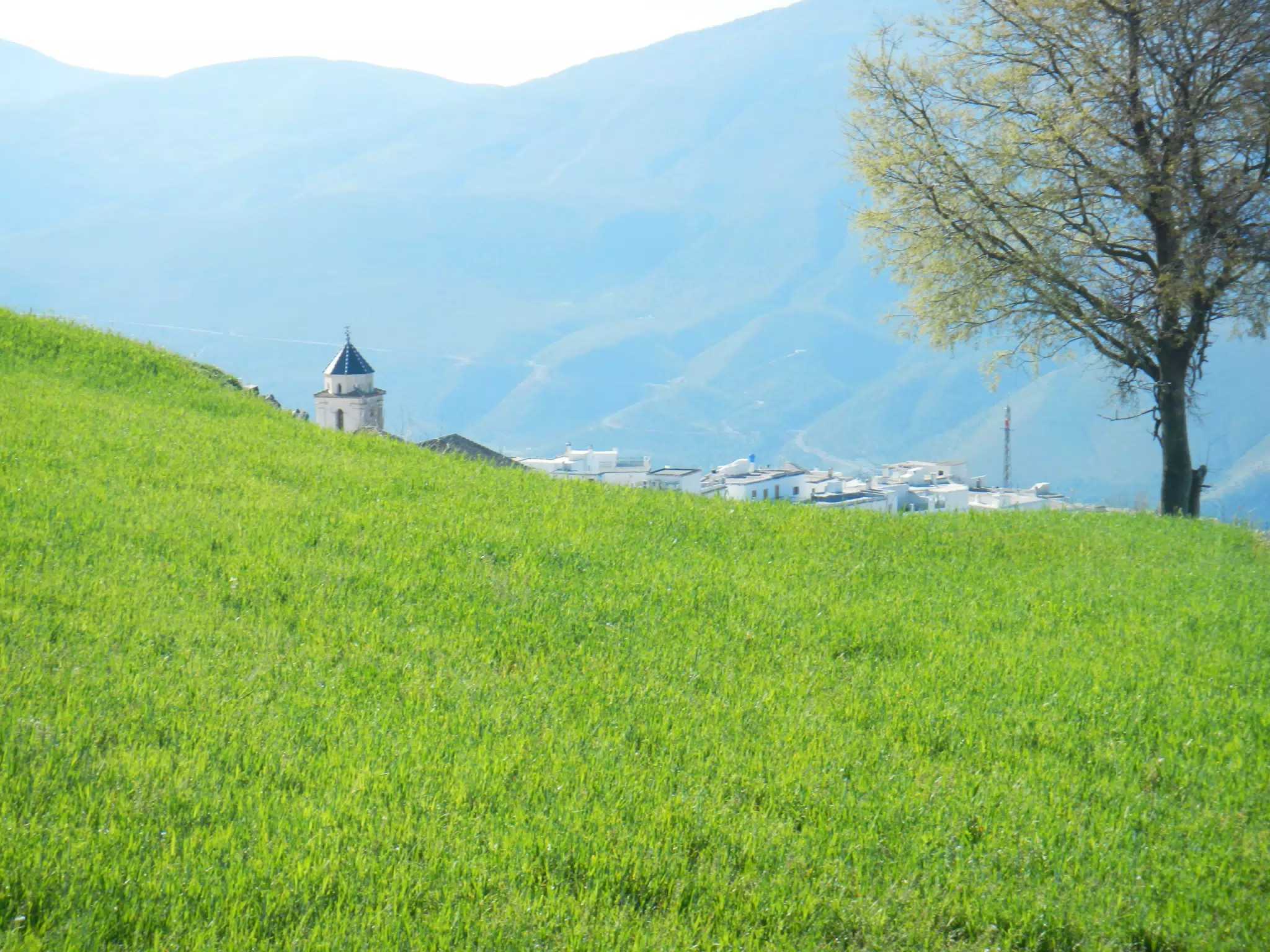 High Meadow Above Cáñar